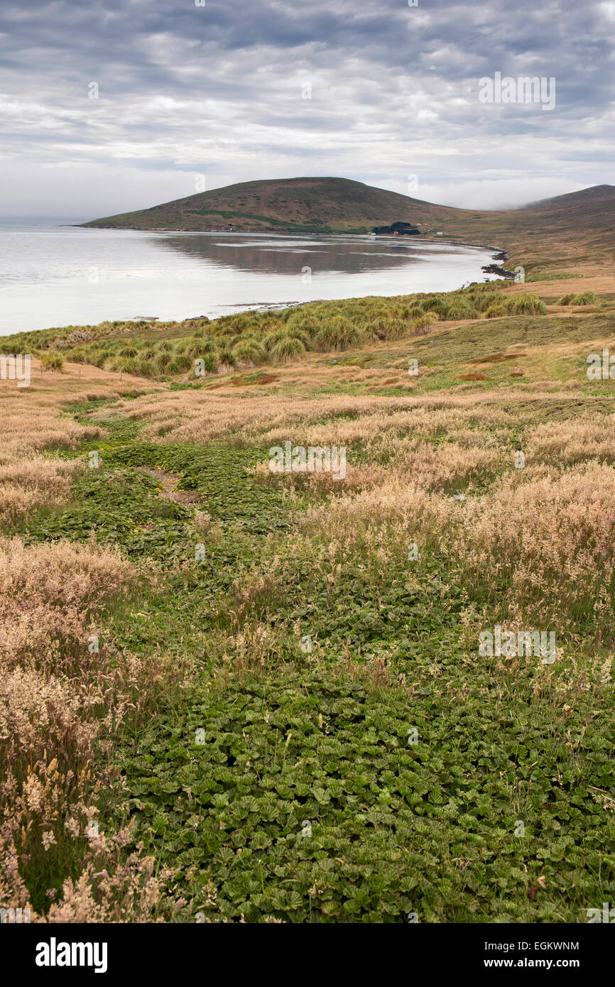 South Atlantic, Falklands, Carcass Island, vegetation above shore at McGill Settlement Stock Photo