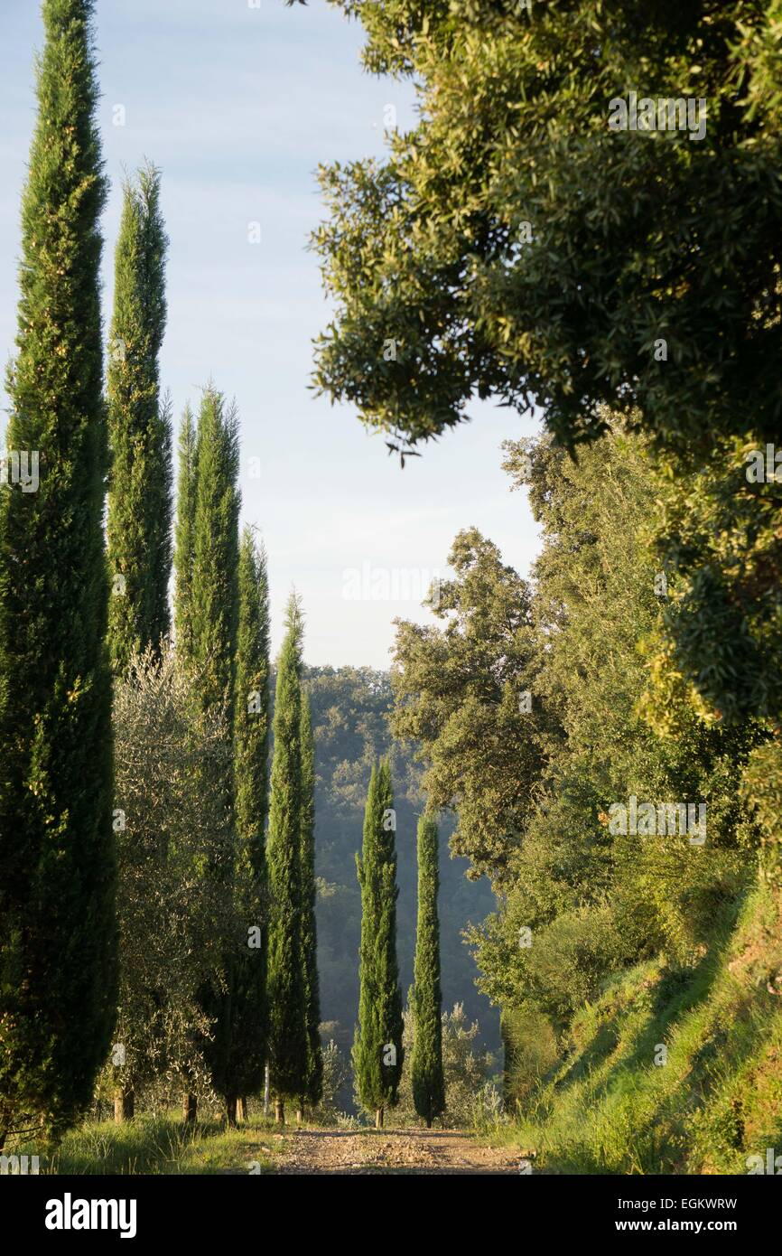 Tuscan landscape with country road and trees. Stock Photo