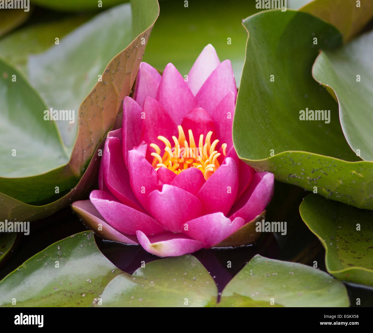 Pink water lily in bloom. Stock Photo