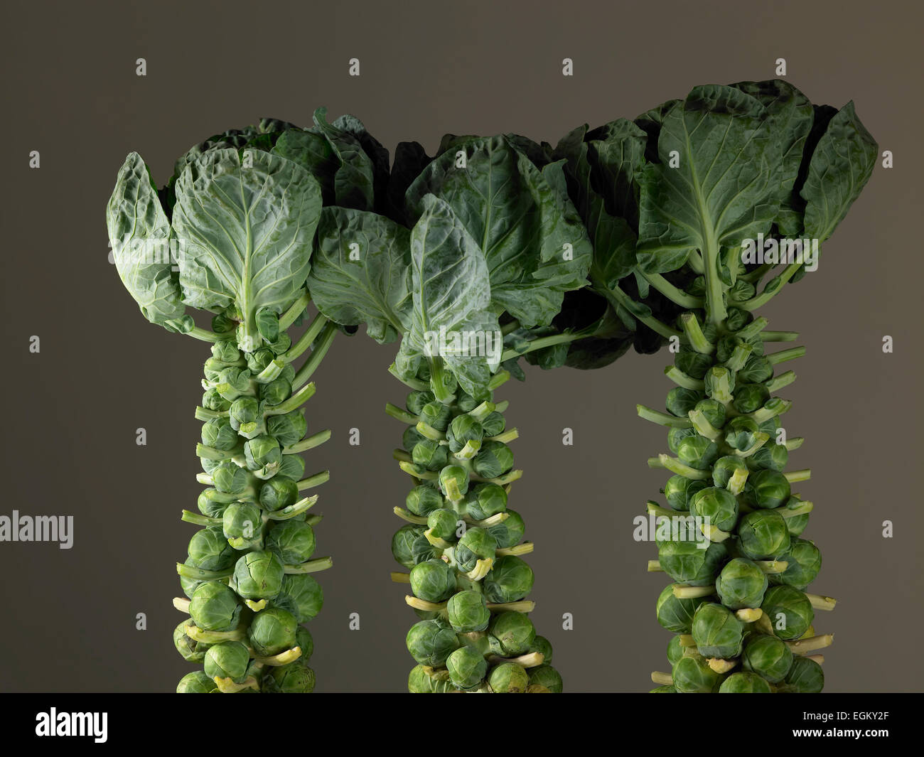 Brussel sprout tops hi-res stock photography and images - Alamy