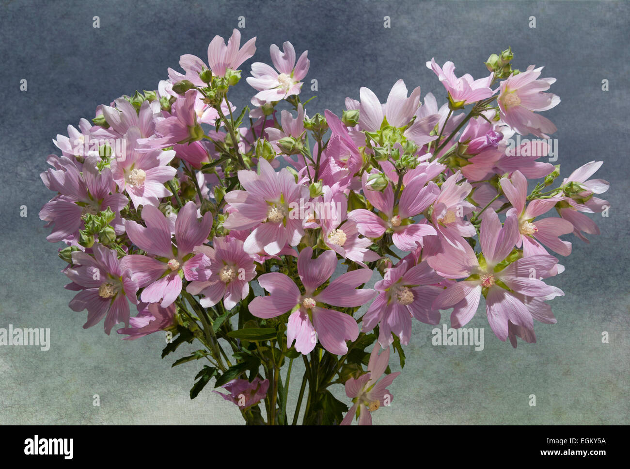 Still life with pink mallows ( Lavatera thuringiaca )horizontal , gray background Stock Photo