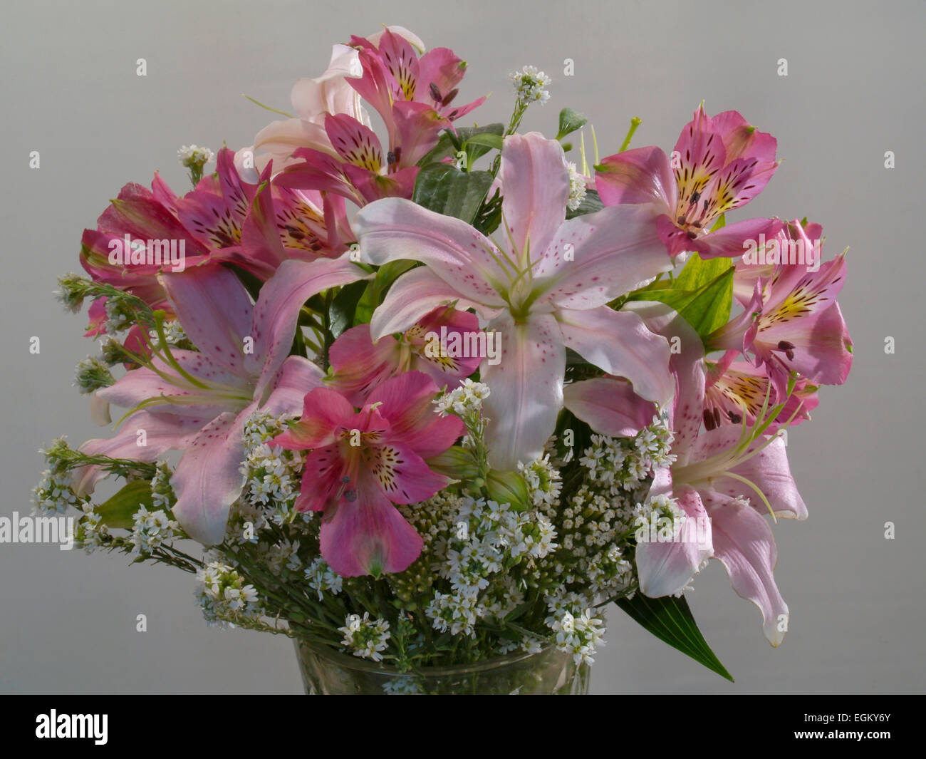 Light pink orchids hi-res stock photography and images - Alamy