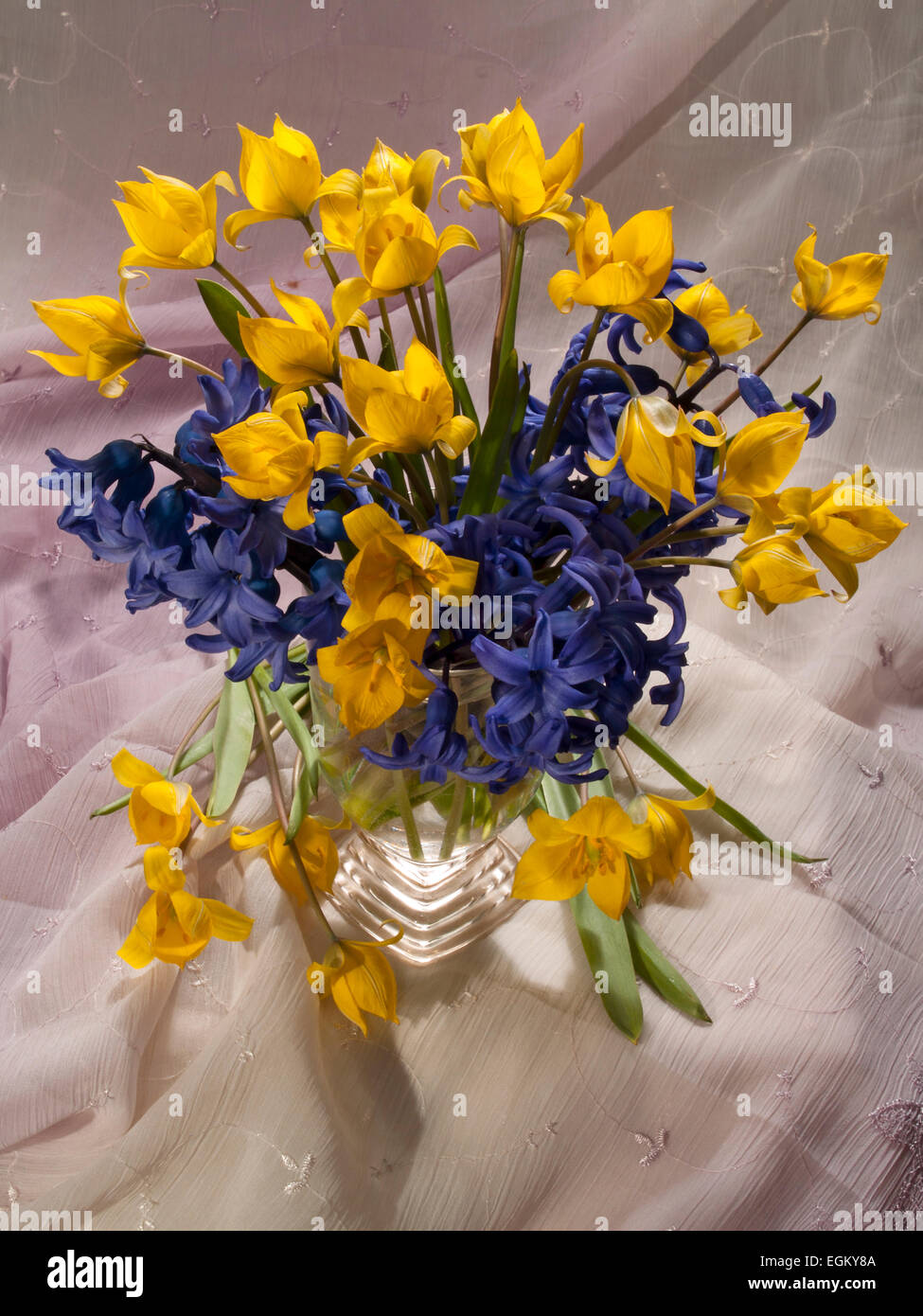 Still life is a spring with hyacinths and tulips. (Tulipa quercetorum) light background , vertical Stock Photo