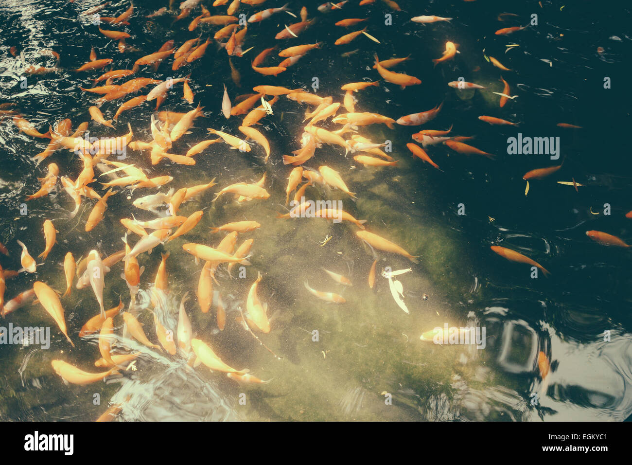 Goldfish Pond Hi res Stock Photography And Images Alamy goldfish-pond-hi-res-stock-photography-and-images-alamy