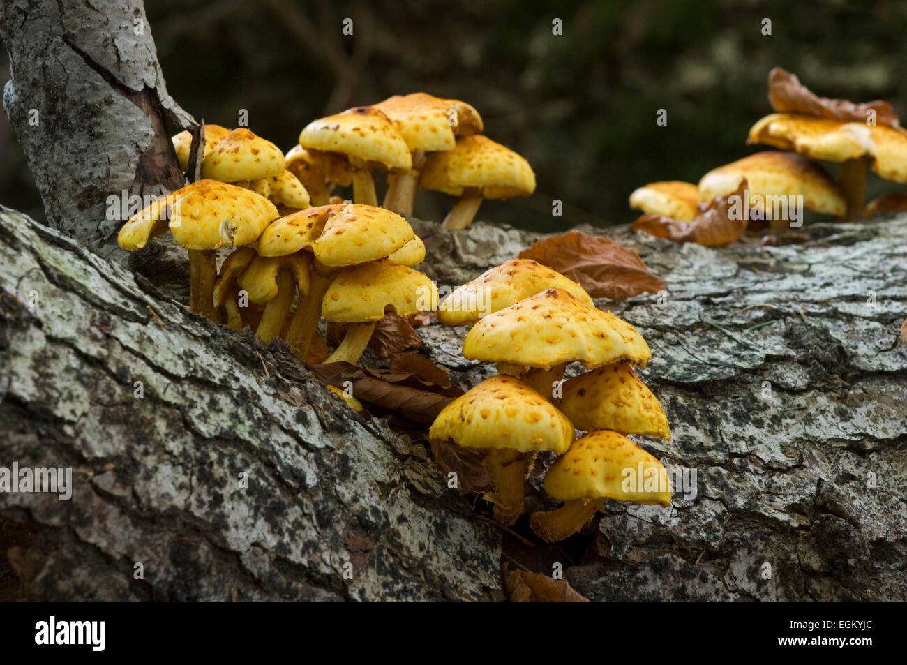 Tree Toad Stools Golden scalycap toadstools (Pholiota aurivella) on beech tree Stock ...
