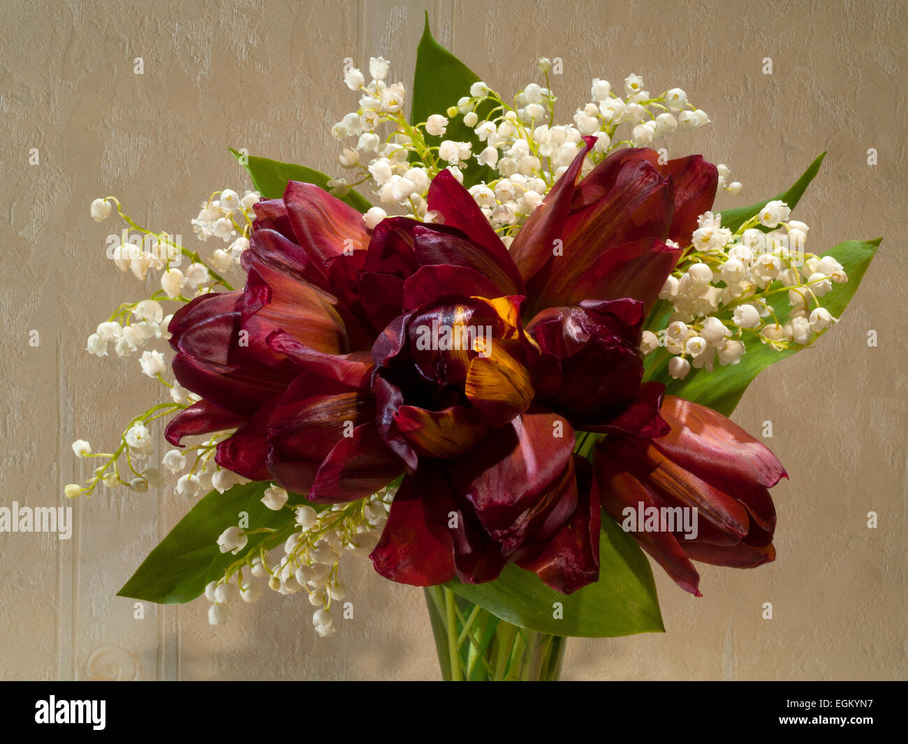 bouquet with crimson tulips and lilies of the valley. (Tulipa) (Convallaria majalis),  brown background , horizontal Stock Photo