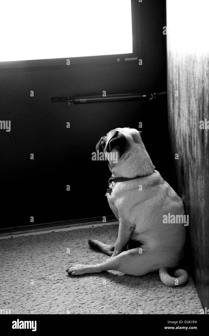 Why Do Dogs Wait At The Door