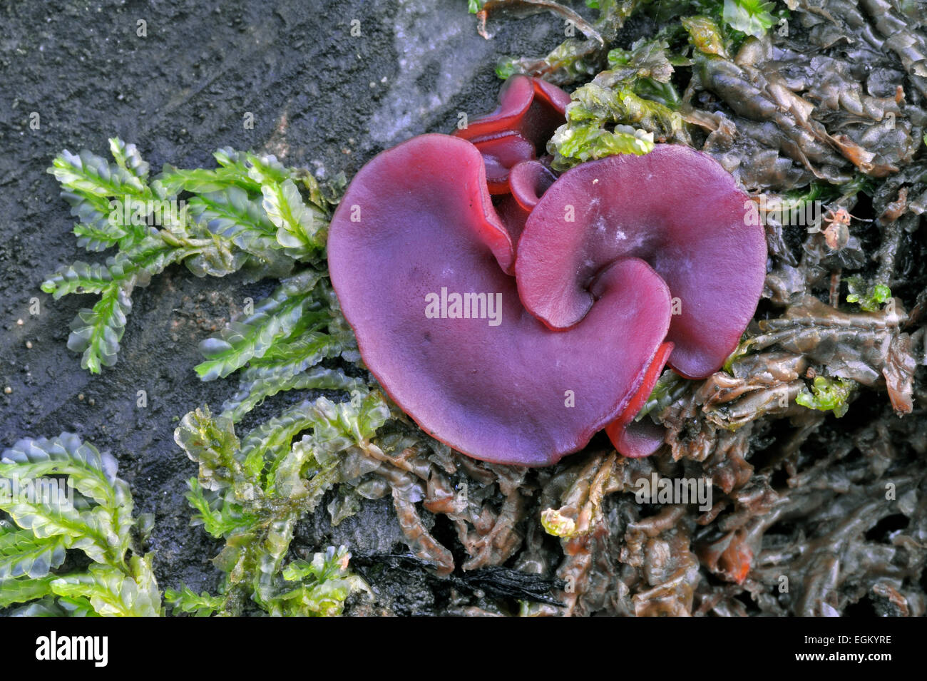 Jelly drops / purple jellydisc (Ascocoryne cylichnium) on decaying wood Stock Photo