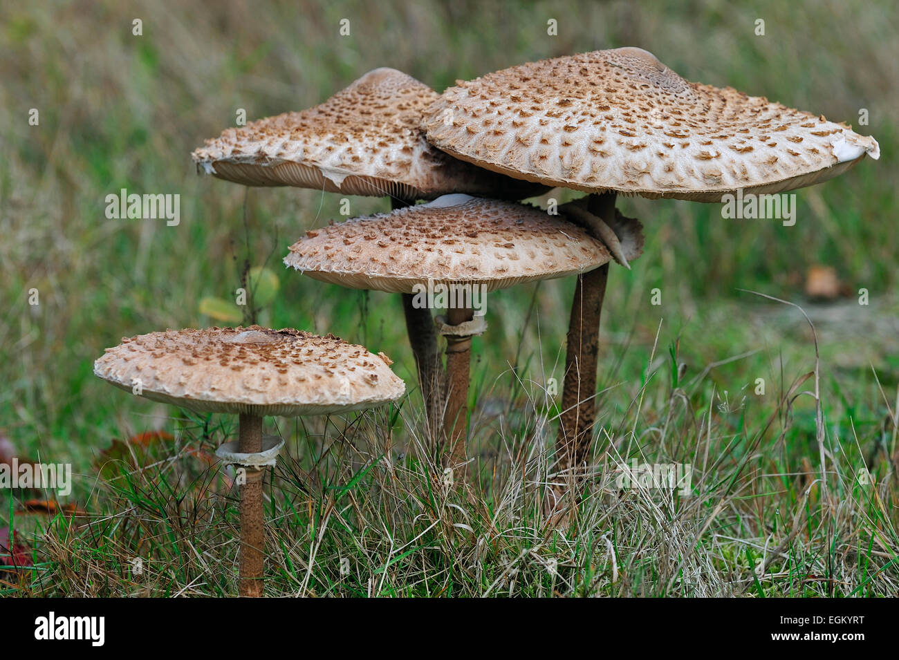 Parasol mushrooms (Macrolepiota procera / Lepiota procera) in grassland Stock Photo