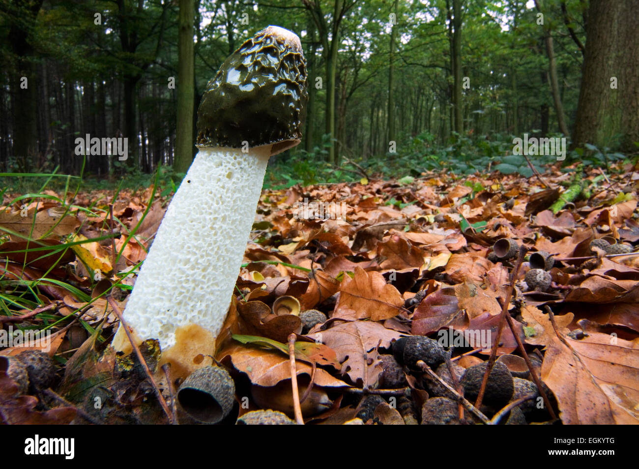 Common stinkhorn / dickes-nipes (Phallus impudicus) in autumn forest Stock Photo