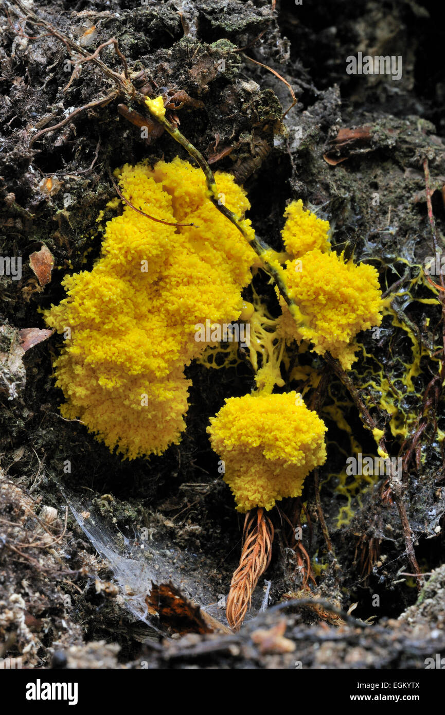 Scrambled egg slime mold / dog vomit slime mold (Fuligo septica) on decaying wood Stock Photo