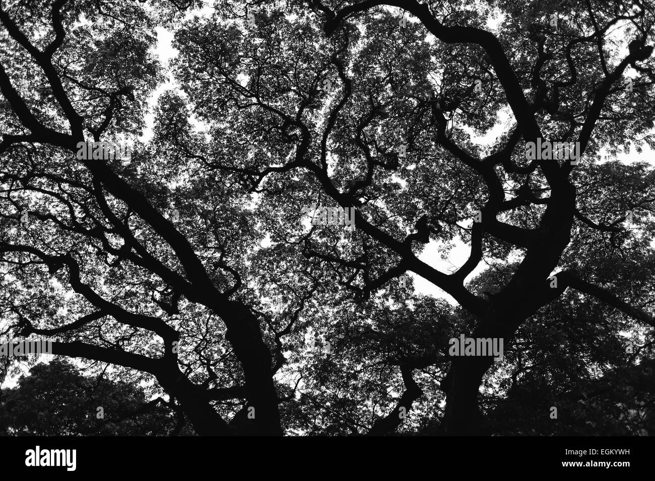 trees silhouette Stock Photo