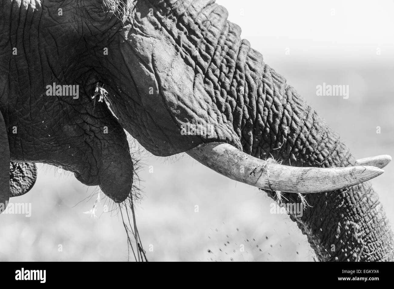 Elephant tusks ivory Black and White Stock Photos & Images Alamy