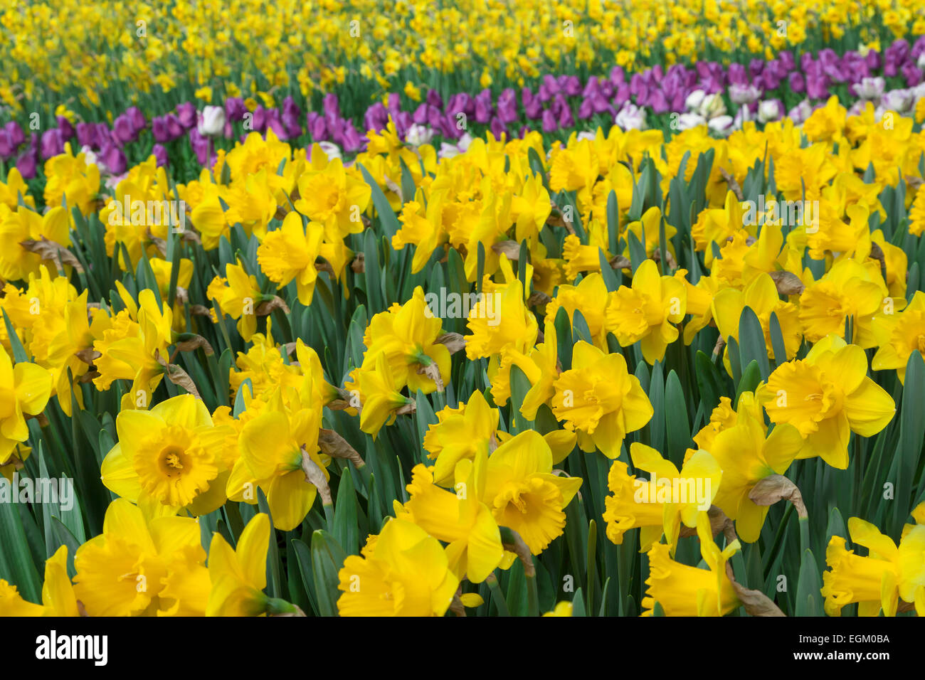 Daffodils Flowers Spring Background Stock Photo