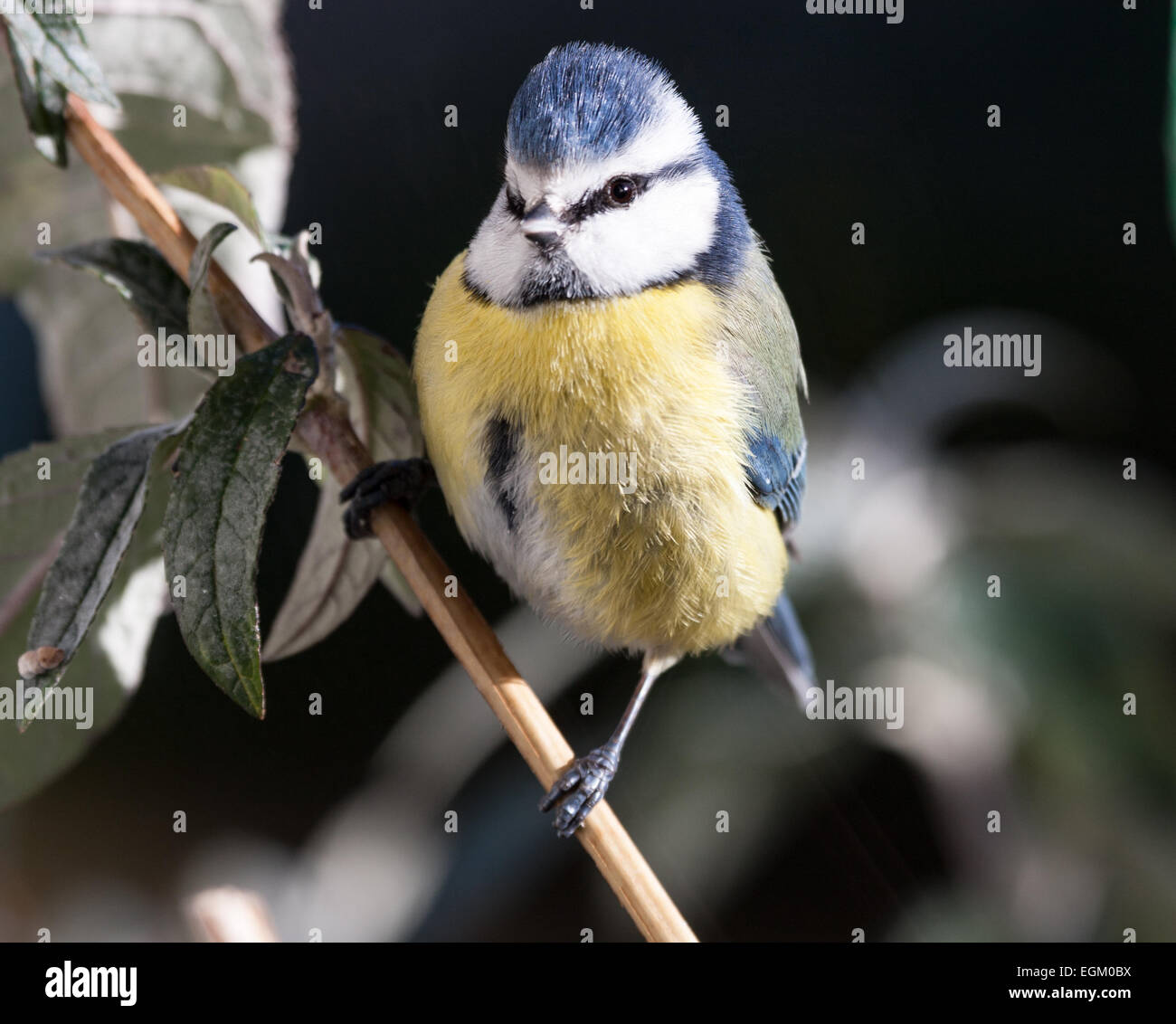 Blue Tit standing on a twig Stock Photo