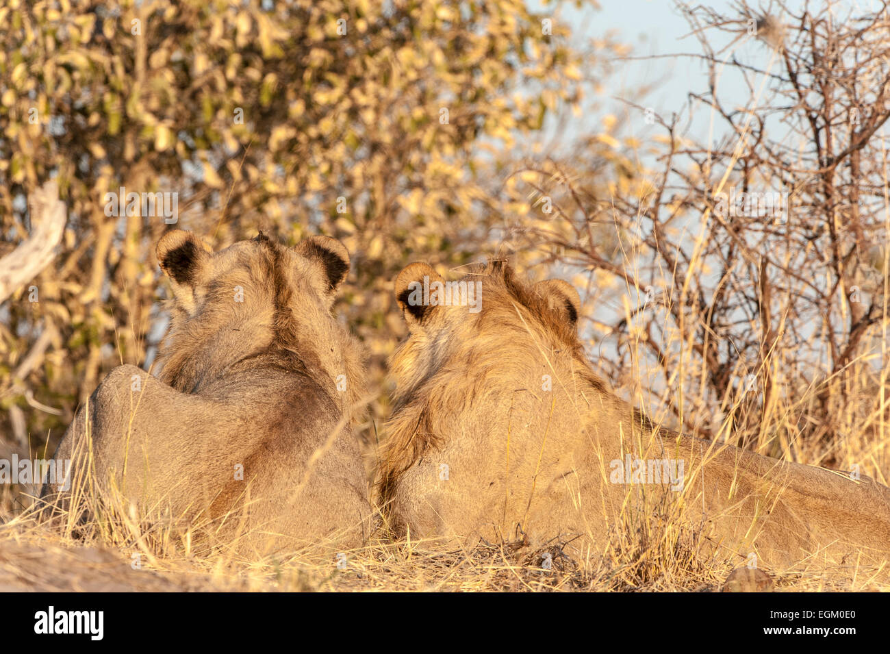 Two lions facing hires stock photography and images Alamy