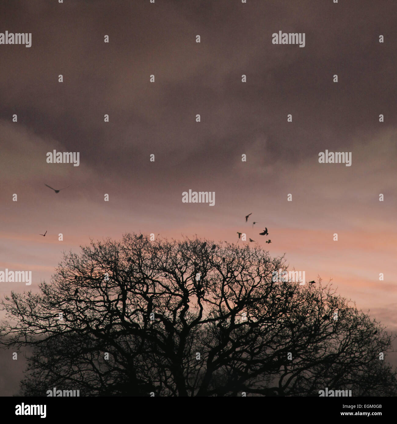 Crows launch from tree at sunrise whilst seagulls fly past Stock Photo