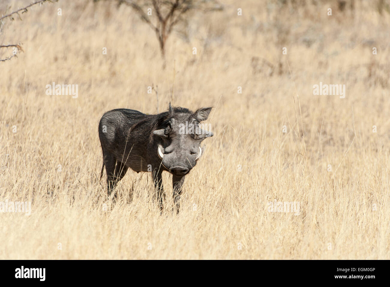 Warthog in grassland, Okavango Delta, Botswana Stock Photo