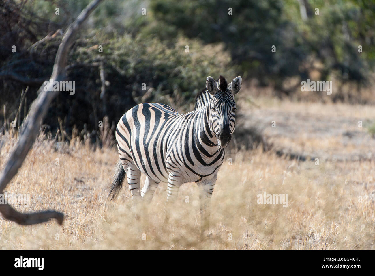Zebra standing in grass, Botswana Stock Photo
