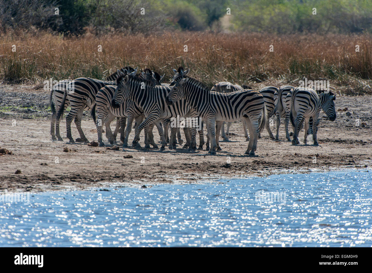 Group of Zebra near Water Hole, Botswana Stock Photo