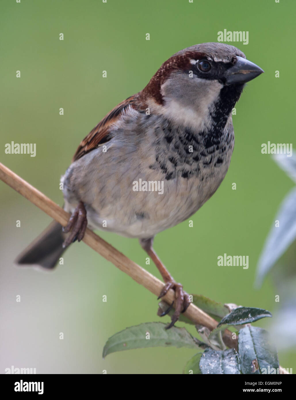 Male House Sparrow perched on a twig Stock Photo