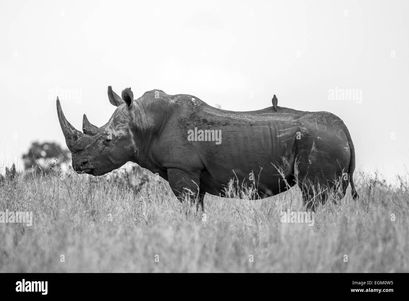 A beautiful White Rhino showing us a wonderful side profile. Majestic Creatures... Stock Photo