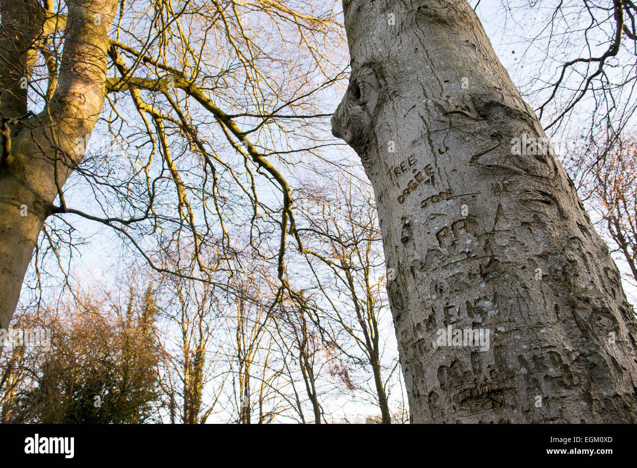 Carved graffiti names and initials in the bark of a beech tree trunk. Oxfordshire, UK Stock Photo