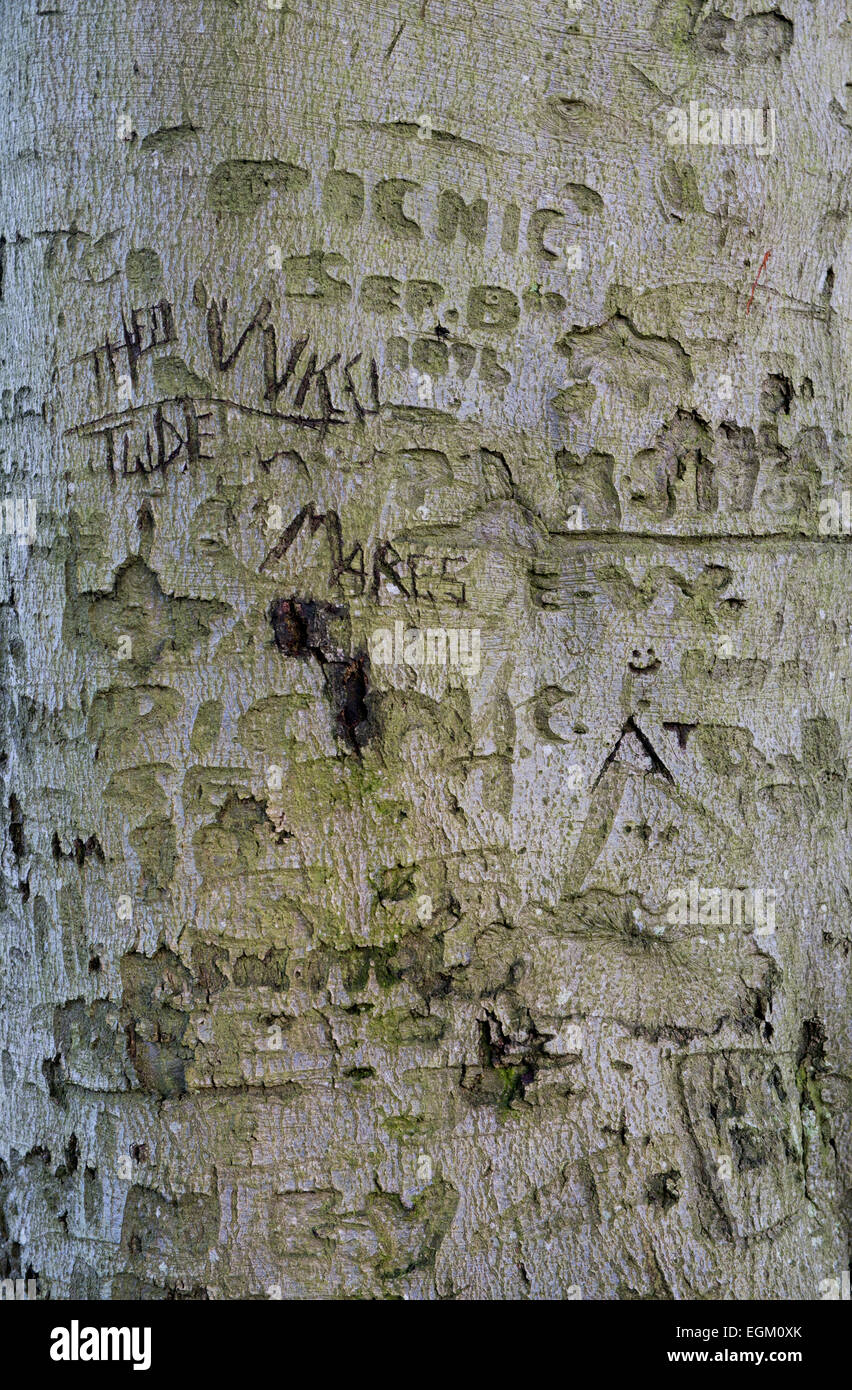 Carved graffiti names and initials in the bark of a beech tree trunk. Oxfordshire, UK Stock Photo