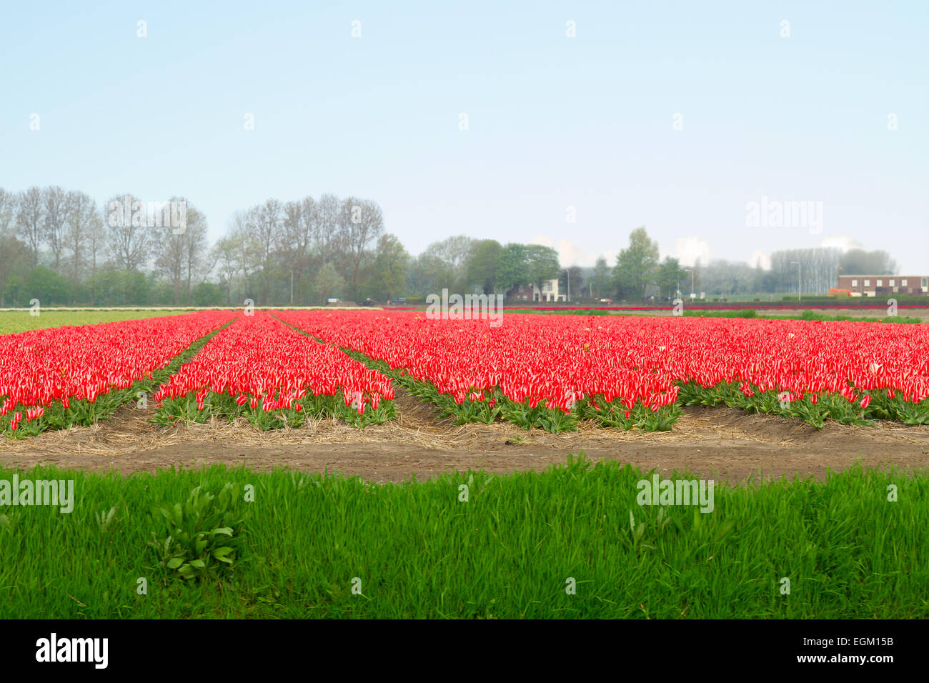 Dutch yellow tulip fields in sunny day Stock Photo - Alamy