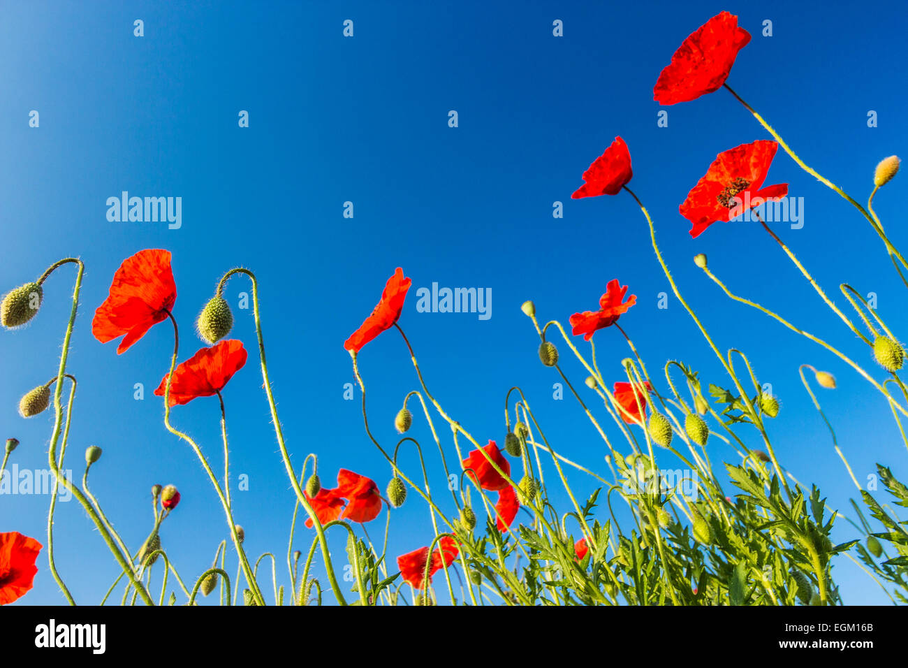 Blue sky and red poppies background hi-res stock photography and images ...