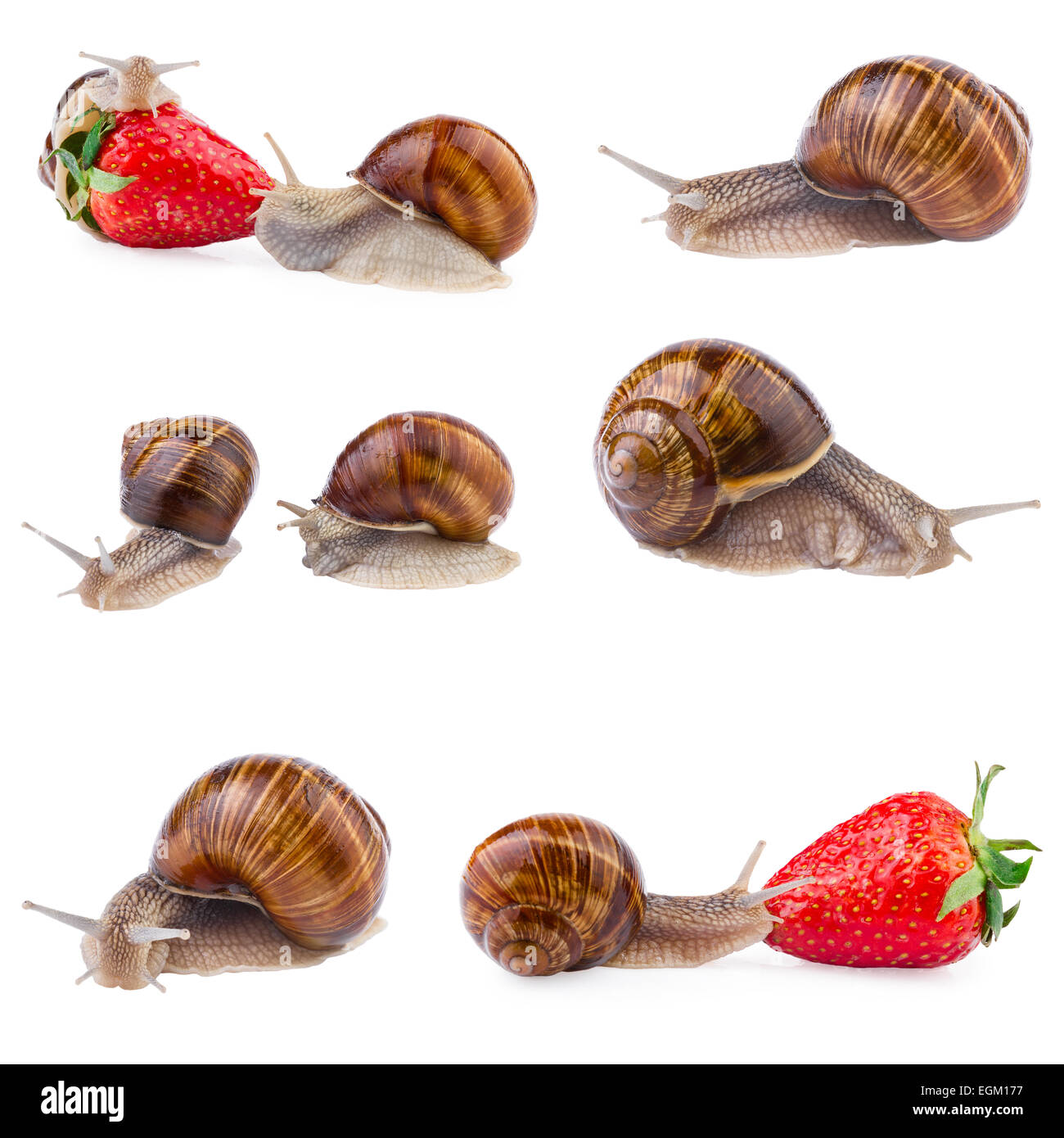 garden snail collection Stock Photo Alamy