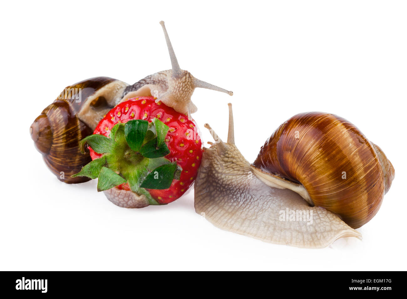 garden snail strawberry Stock Photo Alamy