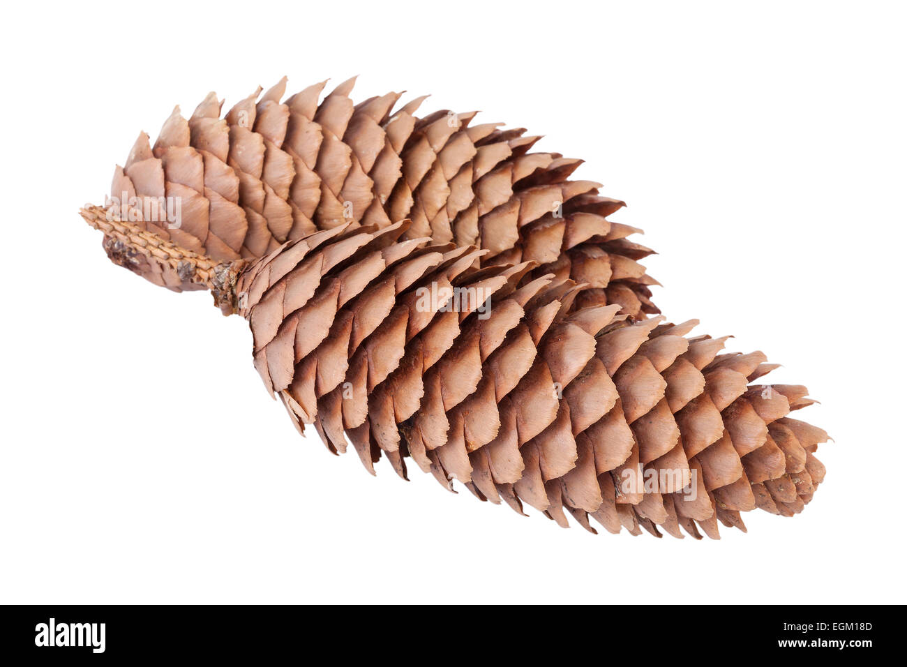 Spruce cones or cones of Picea abies Stock Photo