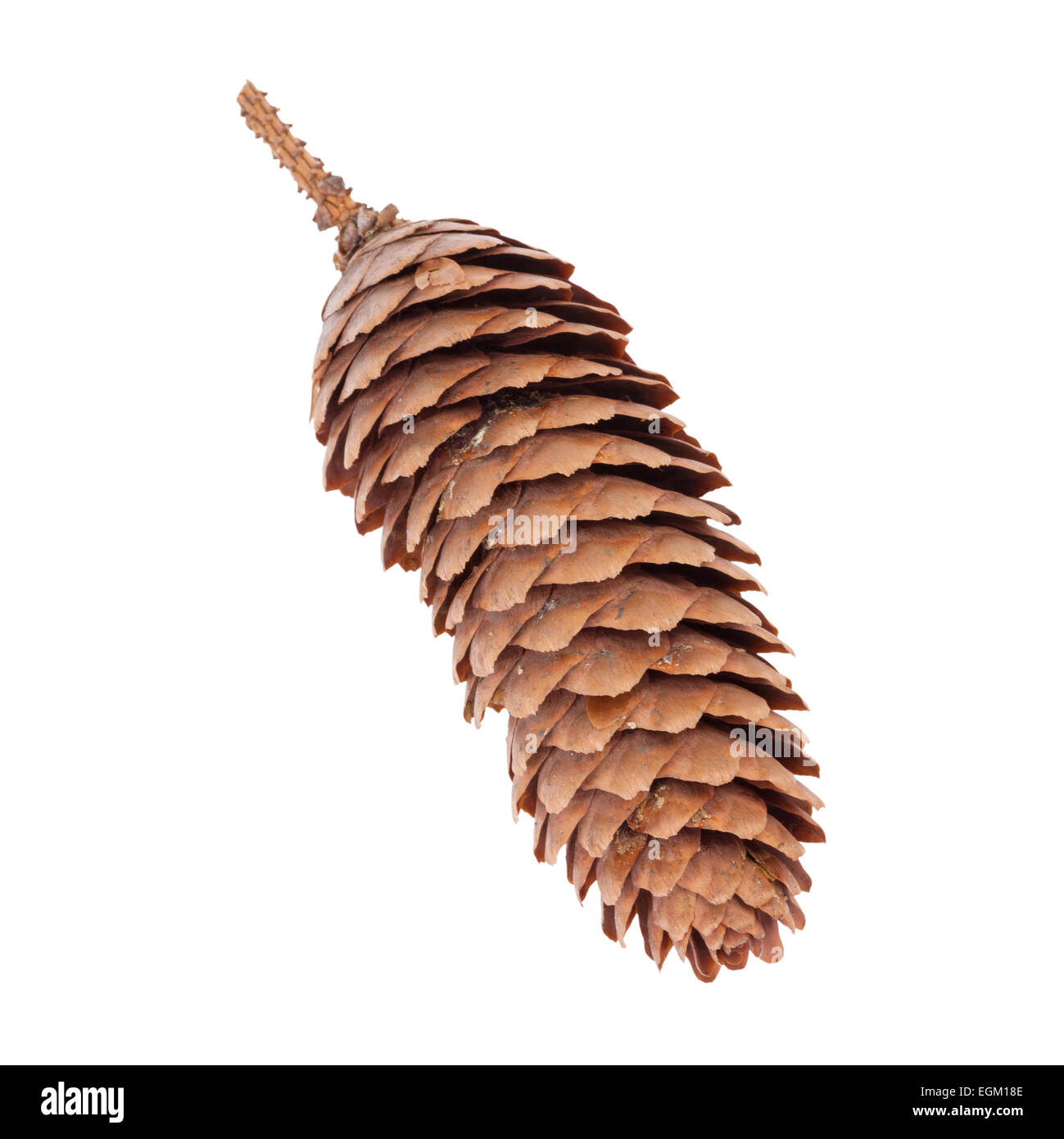 spruce tree cone or Picea abies Stock Photo