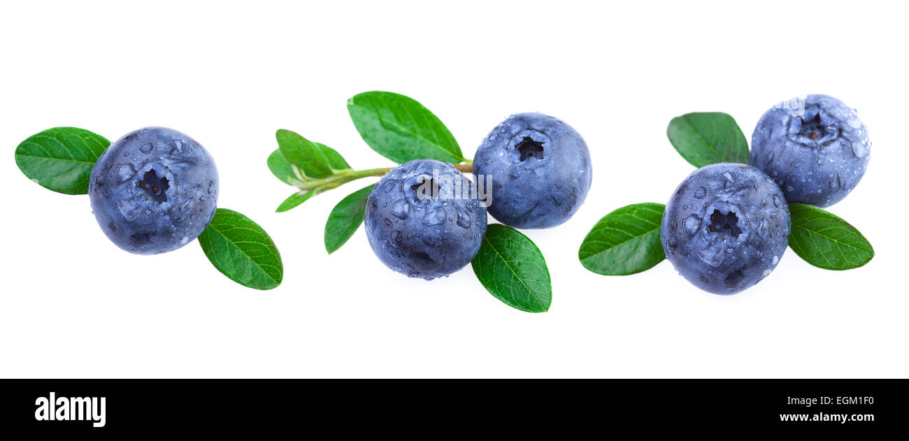 Fresh Blueberries with Leaves Stock Photo