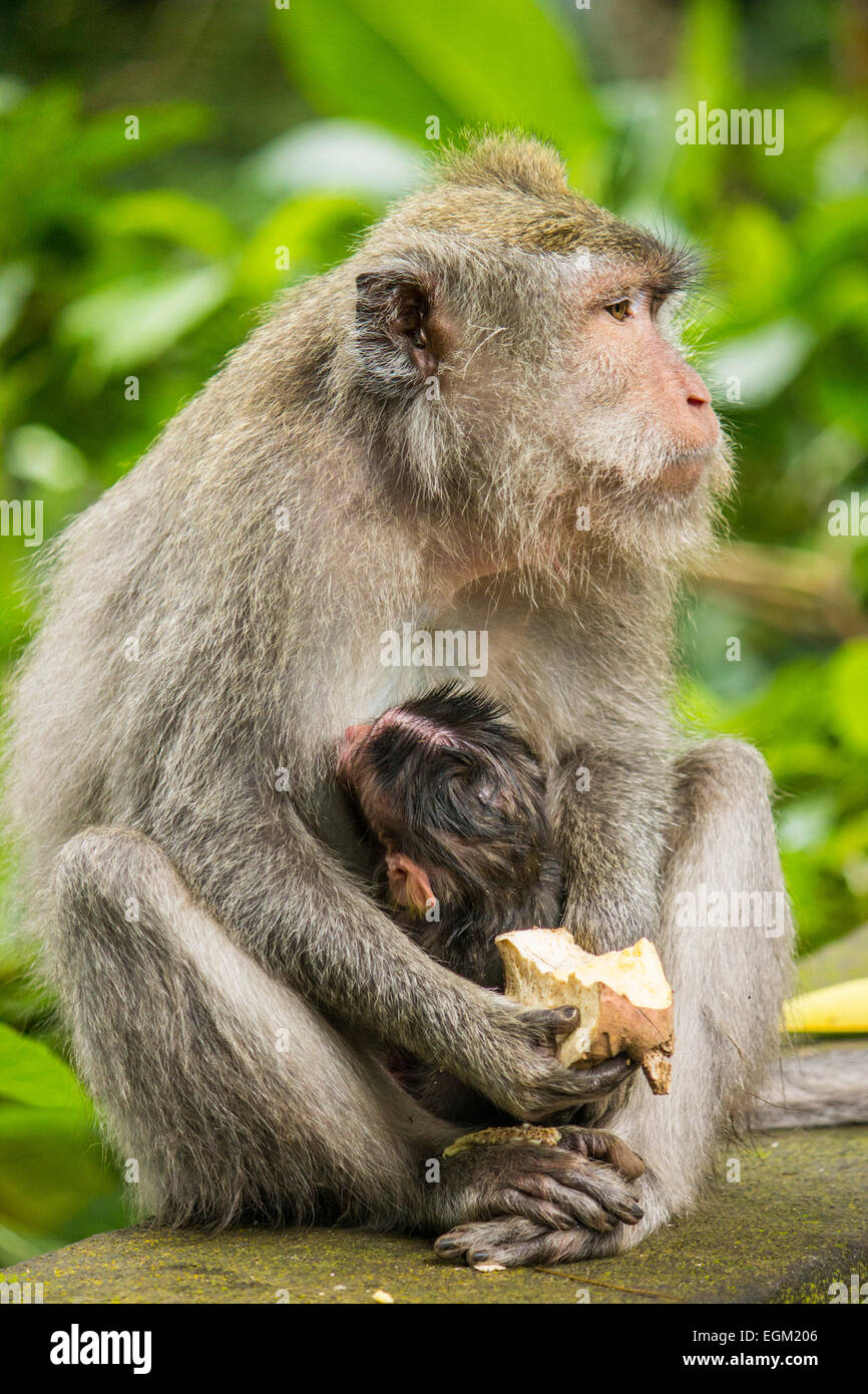 Monkey suckle Stock Photo