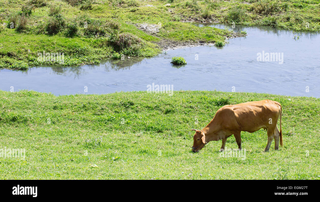 Cow eating grass hires stock photography and images Alamy