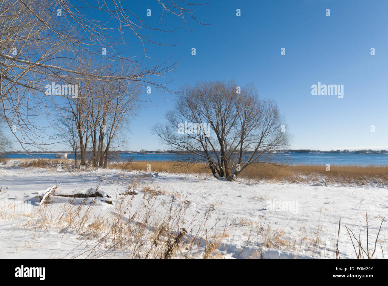 Trees with blue skies in winter Stock Photo - Alamy