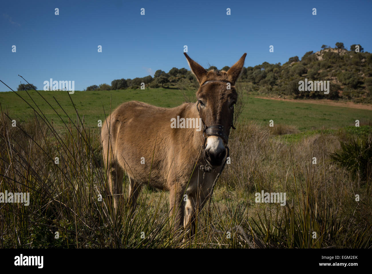 SOLITARY DONKEY IN FIELD IN SPANISH COUNTRYSIDE Stock Photo Alamy