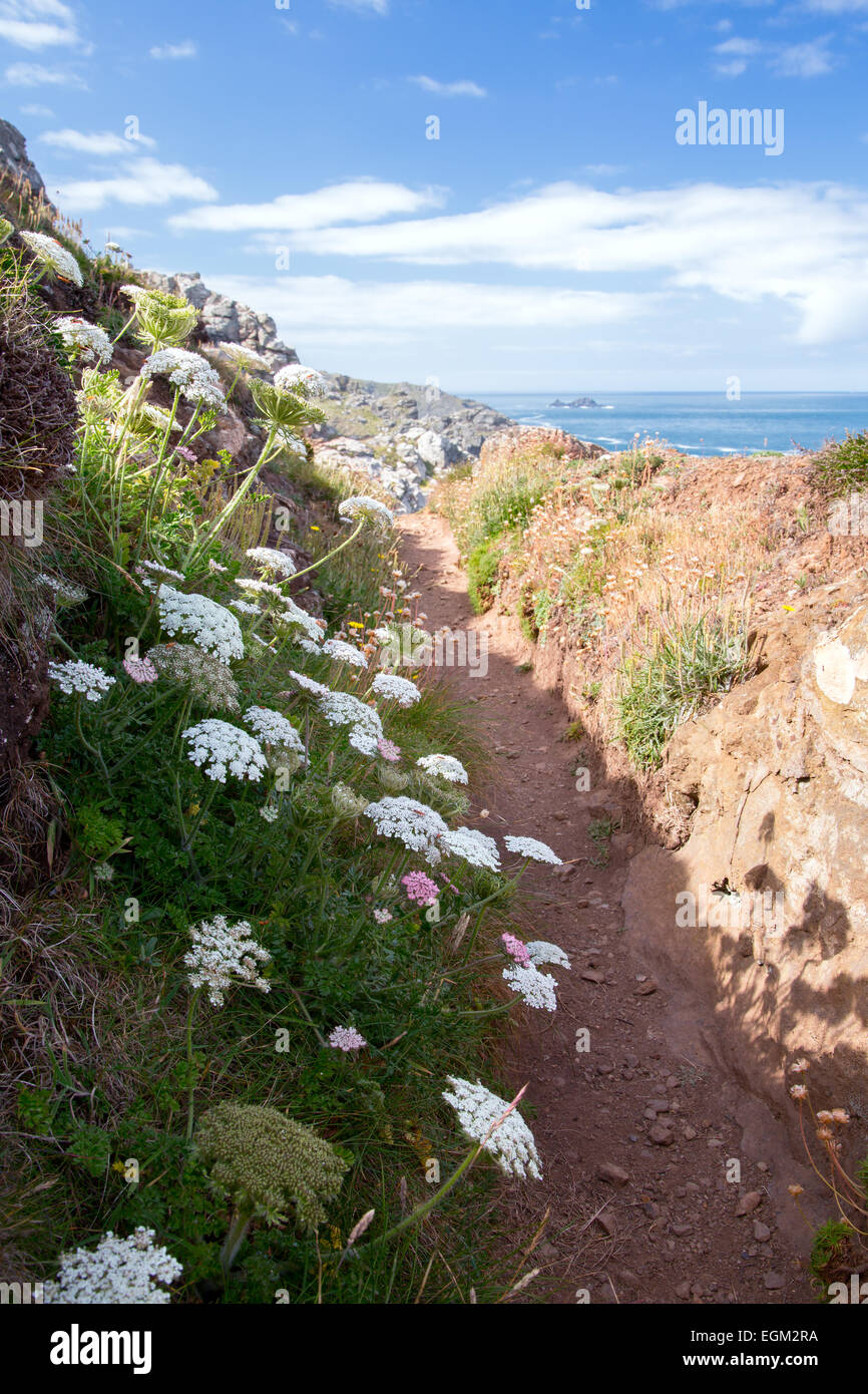 South west coast path in summer near Bottalack Cornwall Uk Stock Photo