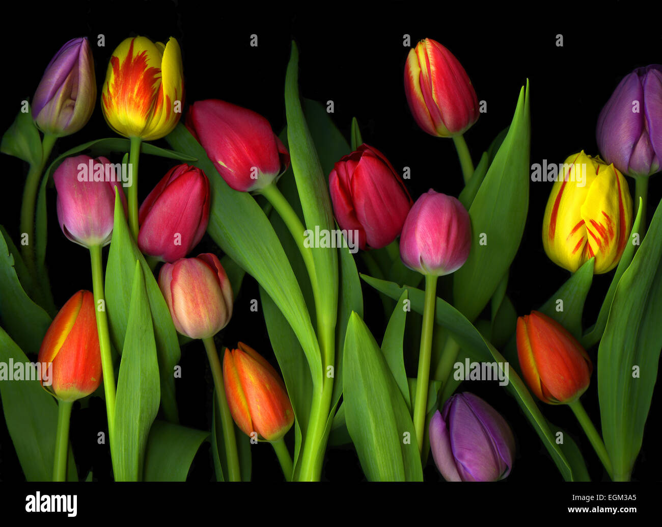 Colorful Tulips isolated against a black background Stock Photo Alamy