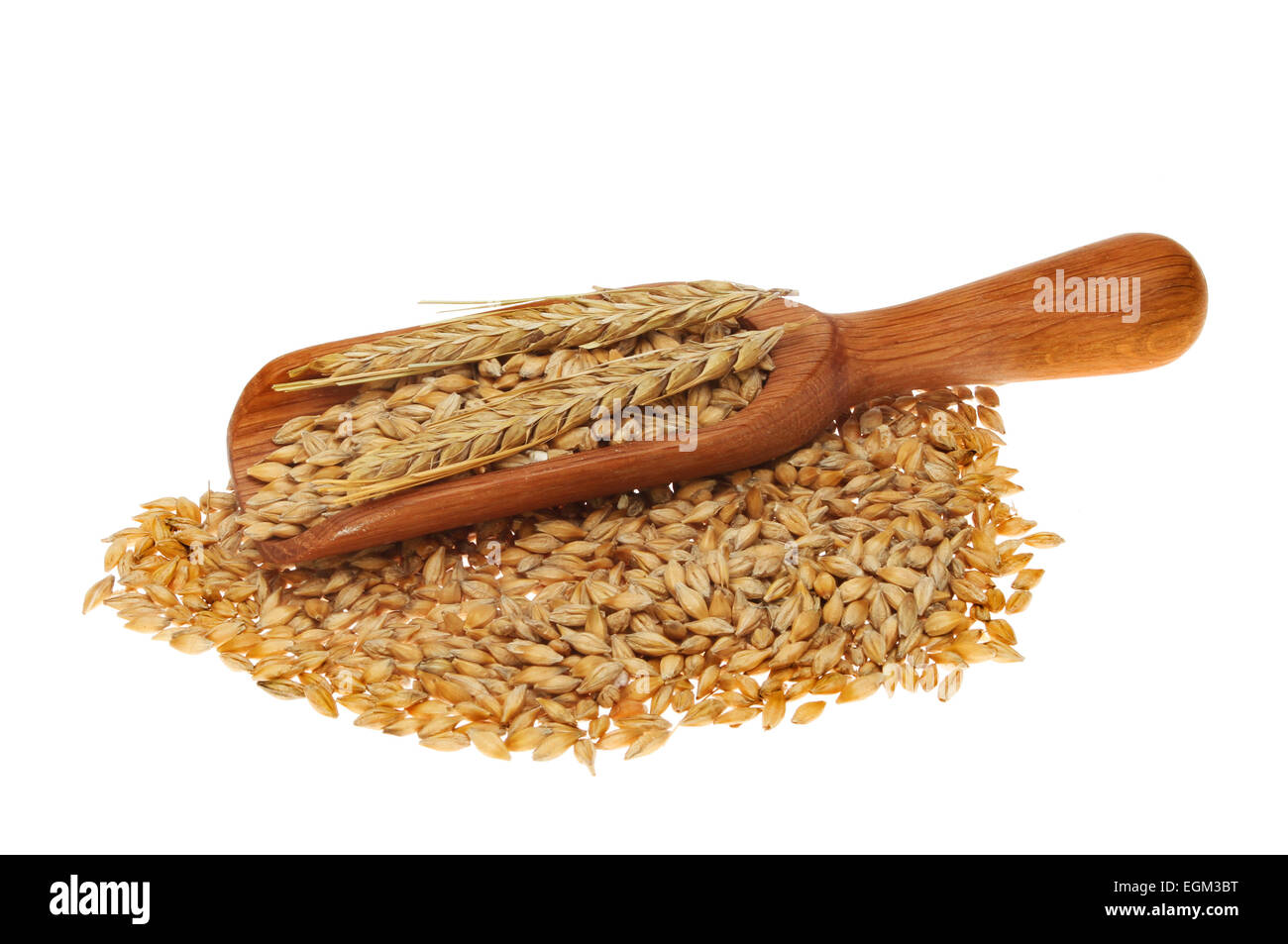 Barley grain and ear of barley in a wooden scoop isolated against white Stock Photo
