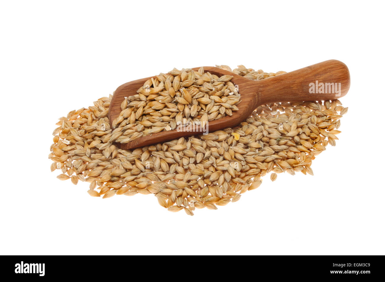 Wooden scoop filled with barley grain on a heap of barley isolated against white Stock Photo