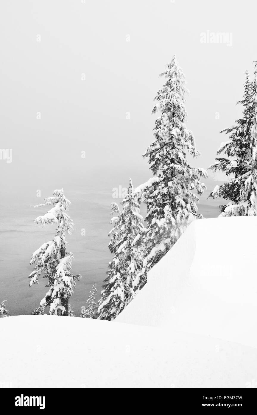 Black and white photo of fir trees in deep snow at Crater Lake, Oregon Stock Photo
