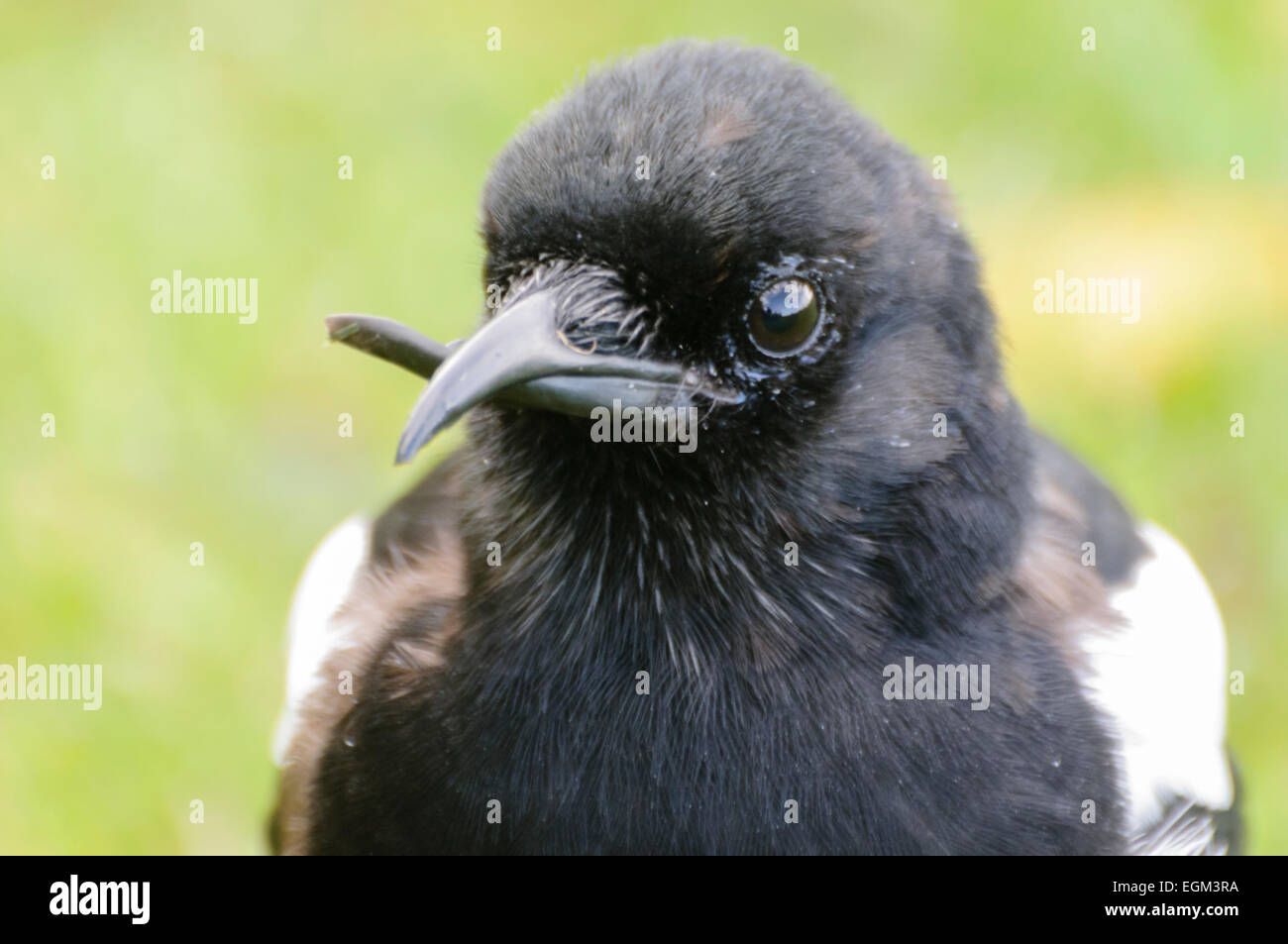 A wild magpie with a deformed beak.  This bird is tame as it relies on people for food as otherwise it would not survive in the wild. Stock Photo