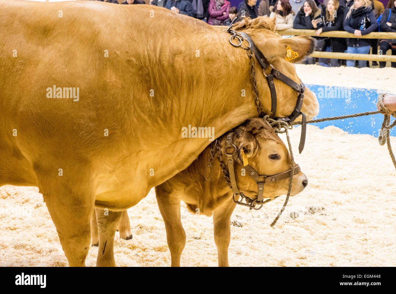 Cow with calf in the cattle judging ring at the Agriculture Show, Paris, France, Wednesday, 25th February, 2015. Stock Photo