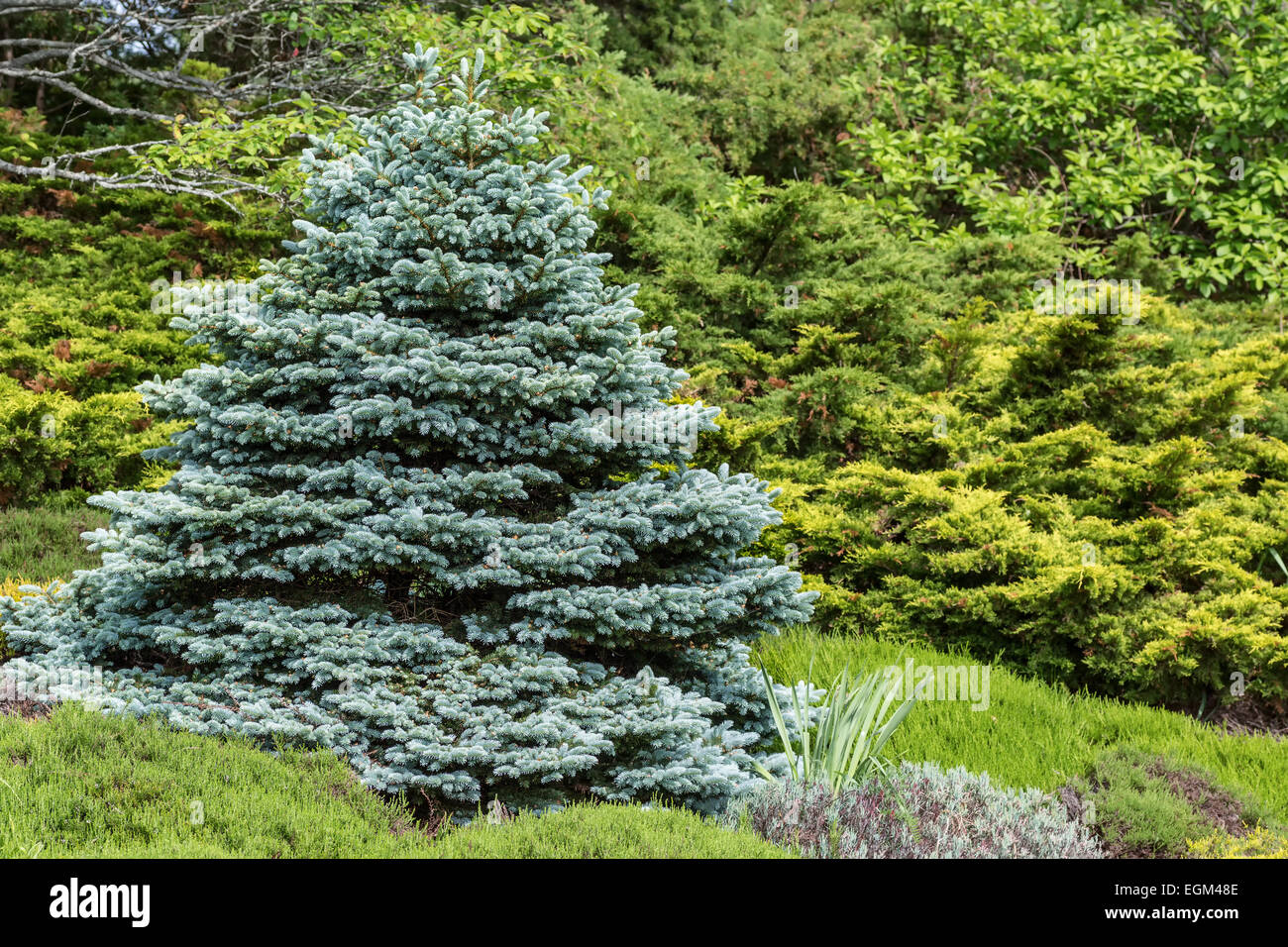 Perfectly formed ornamental blue spruce (Picea pungens glauca globosa)in a evergreen garden. Stock Photo