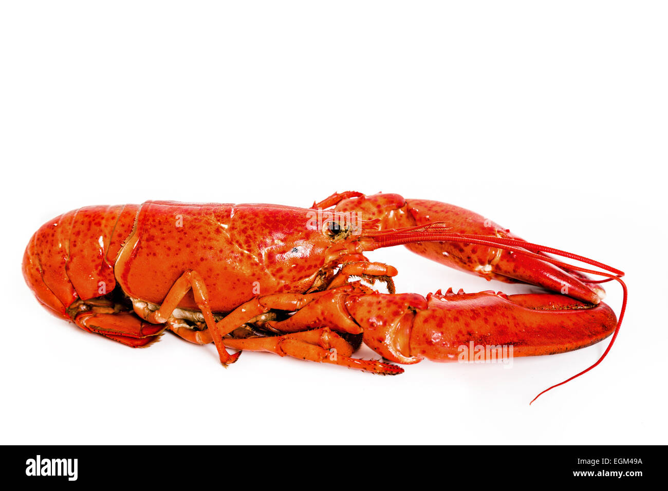Boiled lobster on a white background. Stock Photo
