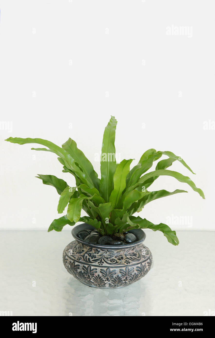Birds nest fern in planter hi-res stock photography and images - Alamy