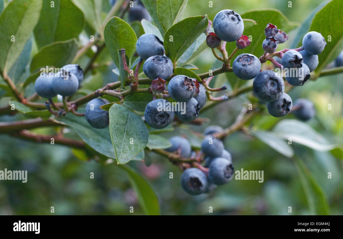 Blueberries growing on branch Stock Photo Alamy